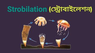 Strobilation  Asexual Reproduction in Aurelia  Strobila [upl. by Analli]