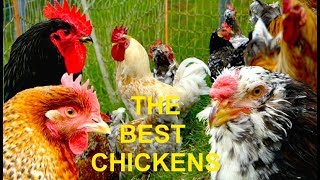 TOP 20 The best chicken breeds for homestead farming selfsufficient egg layers and table fowl [upl. by Rekoob]