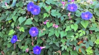 Ipomoea indica  Blue Dawn Flower Morning Glory [upl. by Amery]