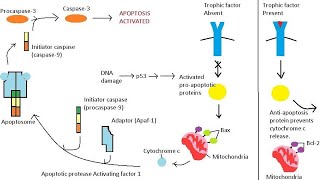 Apoptosis l Intrinsic pathway [upl. by Ahsert]