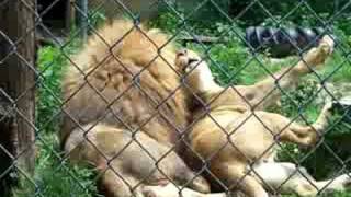 Lion and lioness play at zoo [upl. by Annail]