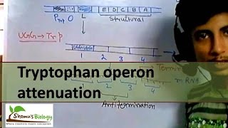 Tryptophan operon attenuation [upl. by Eniowtna200]