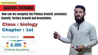 How can we recognize the Primary bronchi secondary bronchi Tertiary bronchi and bronchioles [upl. by Daj788]