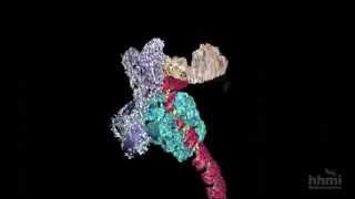 DNA Transcription Advanced Detail  HHMI BioInteractive Video [upl. by Grail]