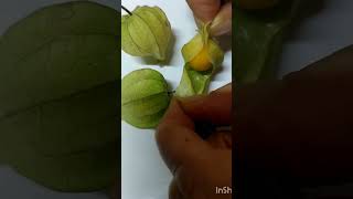 فیسالیس physalis fruit [upl. by Alemap]