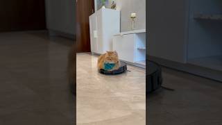 Cat vs robot vacuum catvideo funny reactionvideo persiancat [upl. by Victor]