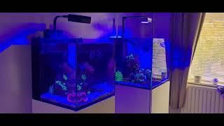 Red Sea Max Nano amp Aquaone Reefsys [upl. by Reina]