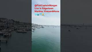 Live in Edgartown Marthas Vineyardtuna FishCaptainMorgan [upl. by Suraved]