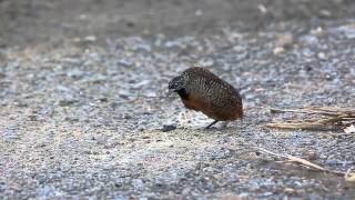 Barred buttonquail Dust bathing amp calling Turnix suscitator Polvobano amp Birdokanto 棕三趾鶉砂浴 amp 叫聲 [upl. by Juliane]