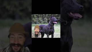 Dog or panther Canis Panther dogs protection pets [upl. by Aidul]