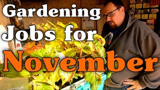 Overwintering Begonia Bulbs  Gardening Jobs For Autumn  November [upl. by Cung97]