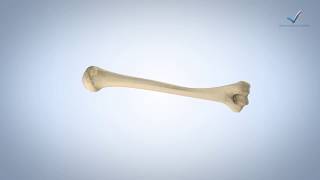 Humerus  3D Anatomy [upl. by Ane]