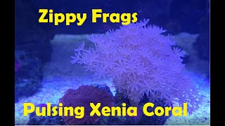 Fragging Pulsing Xenia Coral Saltwater Aquarium [upl. by Notna]