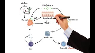 LAXATIVES PHARMACOLOGY  Types Mechanism of Action Contraindications [upl. by Adnoma224]