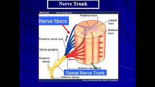 CNS Histology lec 1 Nervous Tissue part 2 [upl. by Dix]