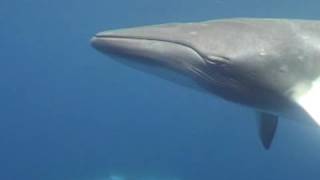 Minke Whale [upl. by Fiann508]