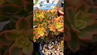 Logra los mejores colores en tus Aeonium kiwi [upl. by Giacomo]