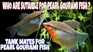 Pearl Gourami Tank Mates [upl. by Wyatt254]