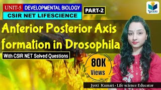 ANTERIORPOSTERIOR AXIS FORMATION IN DROSOPHILA PART2  CSIR NET DEVELOPMENTAL BIOLOGY [upl. by Corene878]