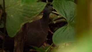 Dialogue avec un Tinamou soui Little Tinamou [upl. by Reyem898]