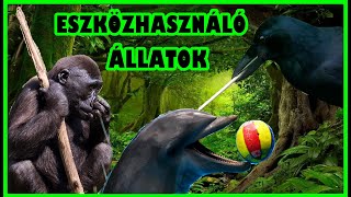 Lenyűgöző természet 3 ESZKÖZHASZNÁLÓ ÁLLATOK fantasztikus képességei [upl. by Akerley618]