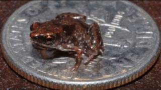 Forscher entdecken MiniFrosch [upl. by Norud]