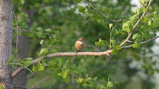 红尾伯劳 Brown Shrike [upl. by Galliett]