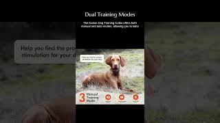 Dokoo Dog Training Collar [upl. by Beall]