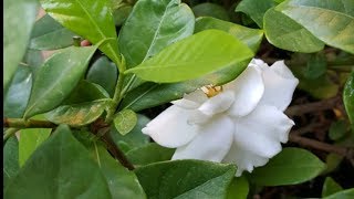 Pruning and maintenance of my Gardenia Plant  Donna Joshi [upl. by Kaehpos]