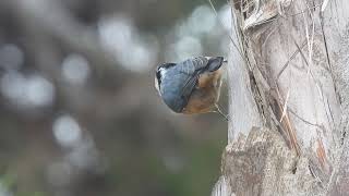 red breasted nuthatch pecking my palm tree [upl. by Volding366]