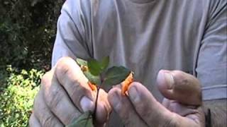 Medicinal Plant Series  Jewelweed [upl. by Ailecnarf]