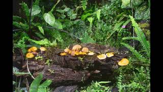 Timelapse Red Reishi  Ganoderma Forest  3 [upl. by Aihsek]