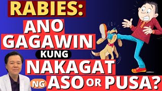 Rabies Ano Gagawin Kung Nakagat ng Aso or Pusa  By Doc Willie Ong Internist and Cardiologist [upl. by Nodnorb]