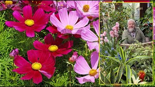 COSMOS FLEUR ESTIVALE AUX MILLE ET UNE ÉTOILES DE TOUTES LES COULEURS Le Quotidien du Jardin N°350 [upl. by Enellek]