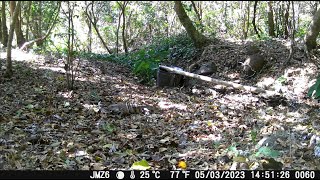 Garrobo Negro Ctenosaura similis [upl. by Llehsim]