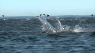 Manta Rays Jumping [upl. by Potash]