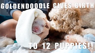 GOLDENDOODLE GIVES BIRTH TO 12 PUPPIES  Dollys Puppies Are Here 🐶 [upl. by Bashuk]