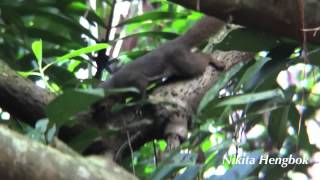 Plantain Squirrel  Pasir Ris Park Mangrove [upl. by Winton]