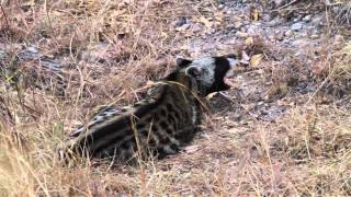 African Civet [upl. by Ameerahs]