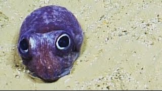 Cute Bobtail Squid  Nautilus Live [upl. by Anayek618]