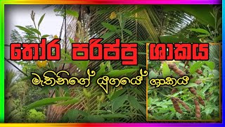 à¶­à·œà¶» à¶´à¶»à·’à¶´à·Šà¶´à·”  thora parippu  Canjanum cajan  pigean pea 15 [upl. by Anavi]