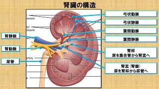 腎臓の解剖学に関する知識！？ ～No 64 理学療法士国家試験対策 シリーズ～ [upl. by Aradnahc]