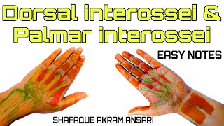 Palmar and dorsal interossei muscles of hand  Hand muscles [upl. by Jereme]