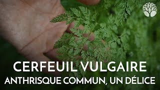 Le cerfeuil vulgaire ou anthrisque commun une plante aromatique délicieuse [upl. by Anaeg871]