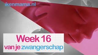 16 weken zwanger  ikenmamanl [upl. by Ahtenak]