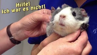 Meerschweinchen unterwegs  Heute Tierarzt  Die Meeries [upl. by Kampmeier]