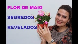 O segredo para ter sucesso e muitas flores no cultivo das flores de maio e cactos epifitos [upl. by Lamori97]