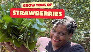 How to Grow TONS of Strawberries [upl. by Masson]