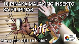 10 PINAKA MALAKI INSEKTO SA PILIPINAS  Top 10 Biggest Insects in the Philippines  Exotic Pet [upl. by Ettelohcin]