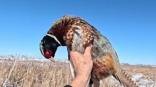 South Dakota Pheasant Hunting 01272024 [upl. by Anaigroeg]